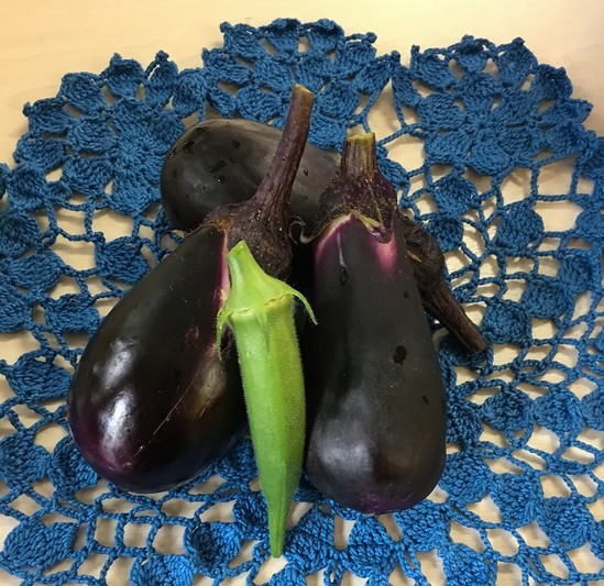 茄子とオクラの収穫