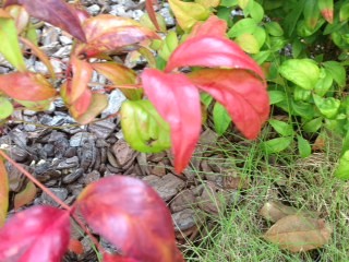 11月になりました。