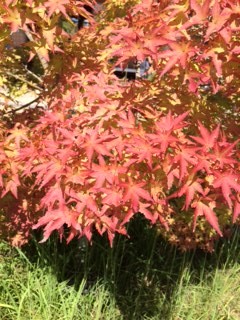 秋が来てますよ❤