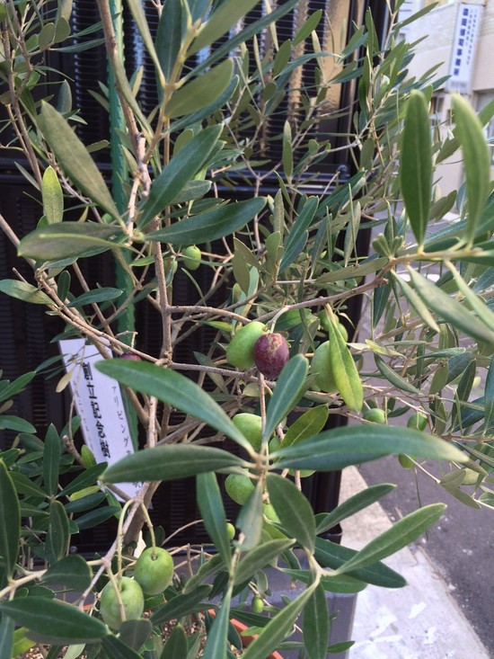 オリーブの木☆彡