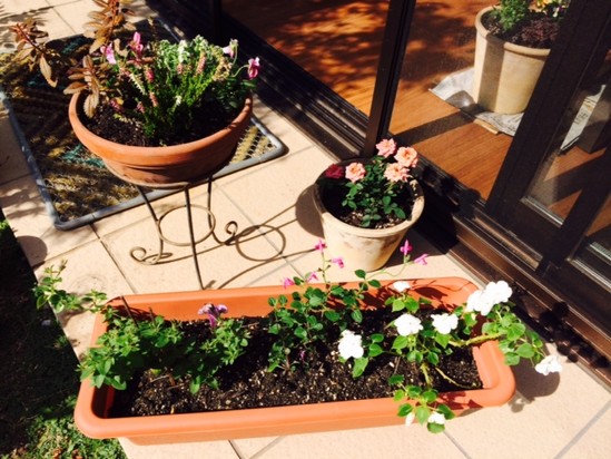 プチガーデン　～その３～