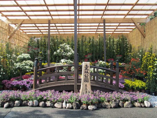 公渕公園　菊花展