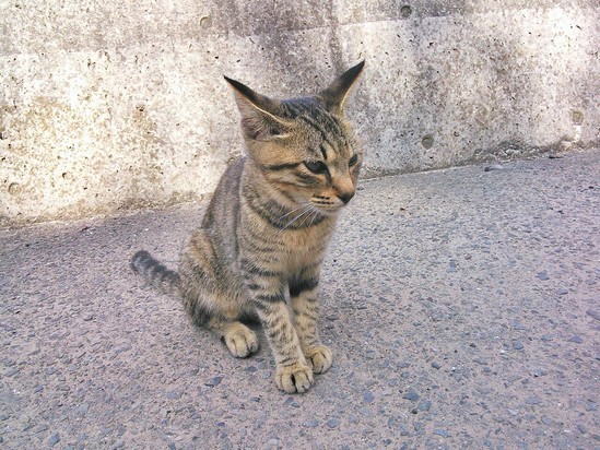 頴娃の旅　その２