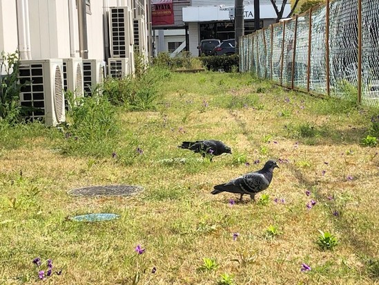 お庭がきれいになりました♪