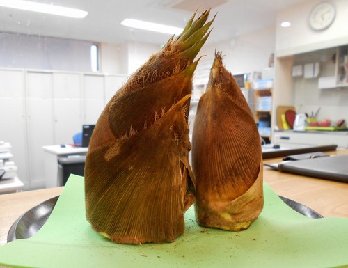 山からのお土産