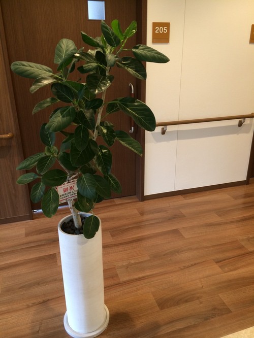 ちゃんと居ますよ