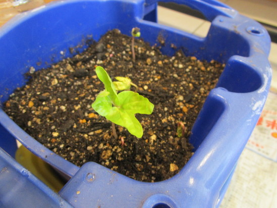 双葉が出ました！