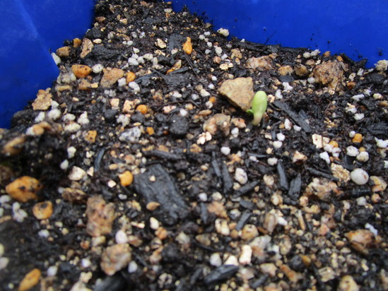 ひまわりの芽が出ました！