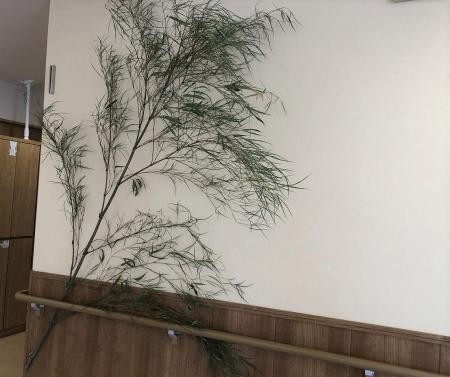 笹の葉さ～らさら～☆