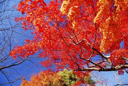 懐かしい海賊・・・？