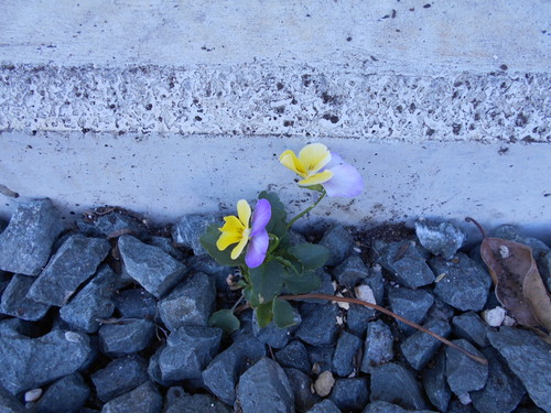 笑顔の引き出し方