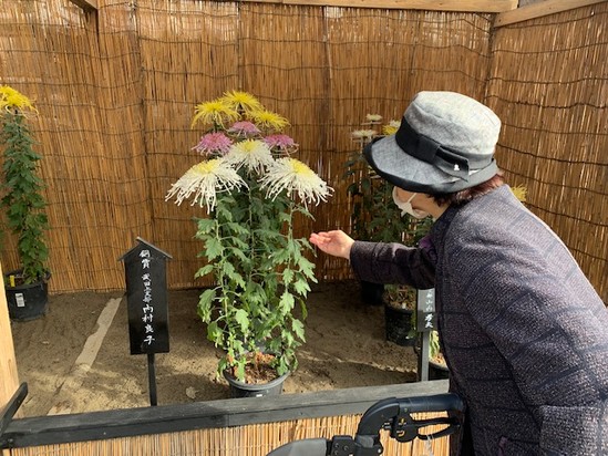 仙巌園～菊祭り～