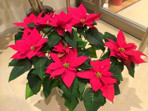 私の心は燃えている