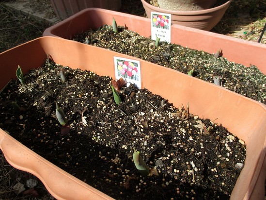 「菜園途中経過(^^♪」