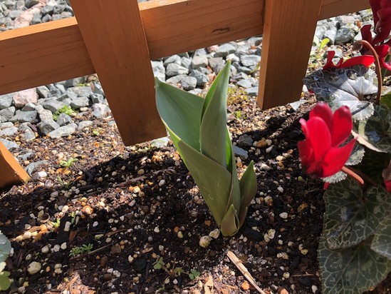 春の足音が・・・