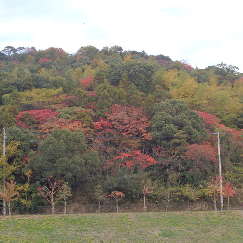 せっかくの紅葉に・・・