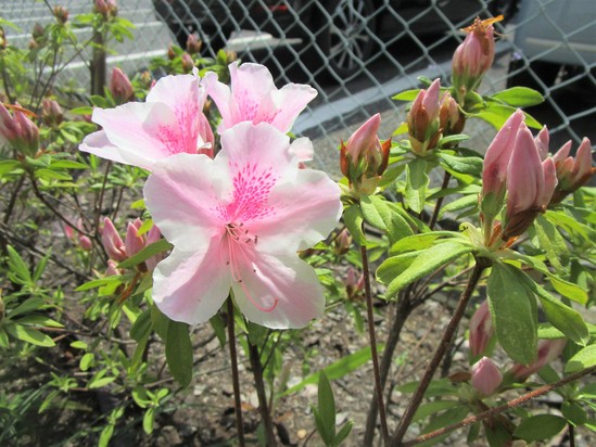 ひさびさの野田ガーデン