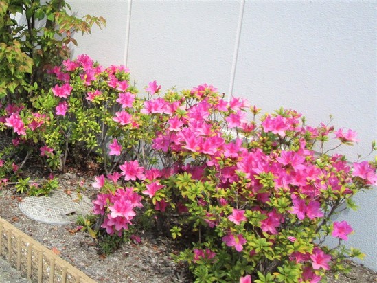 満開！　野田ガーデン