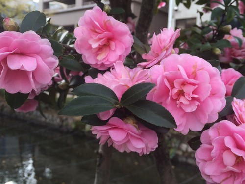 11月30日ケアマネ日記