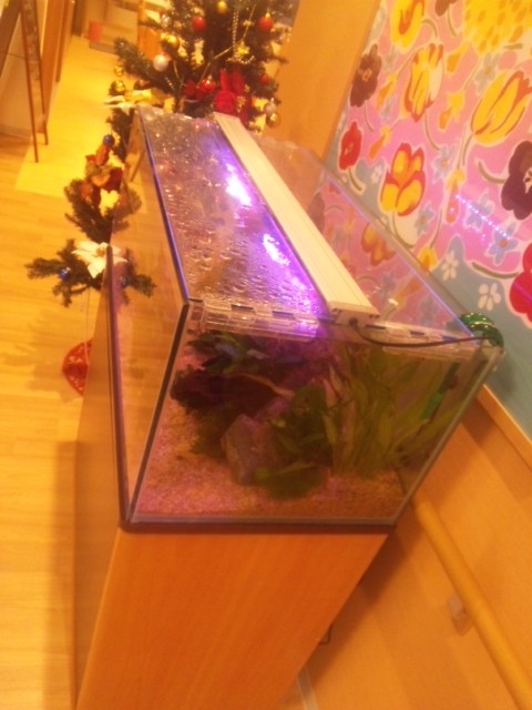 イルミネーション？