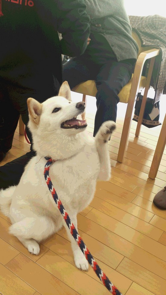 ドッグセラピー