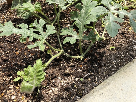 スイカの季節です！！