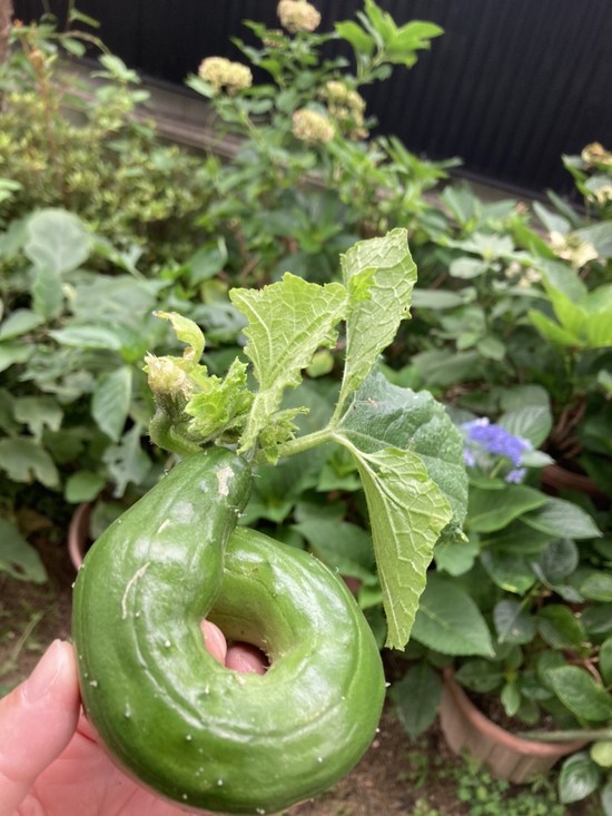 イモムシ・・・じゃないよ！！