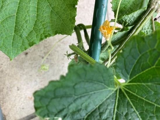 きゅうり再び！！その2