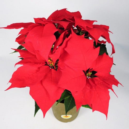 こんなんなるんだ。