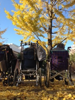 今年も・・・。