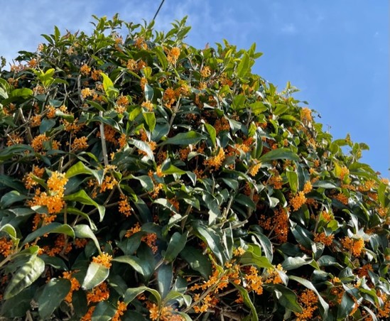 後楽園の次女を紹介します♪