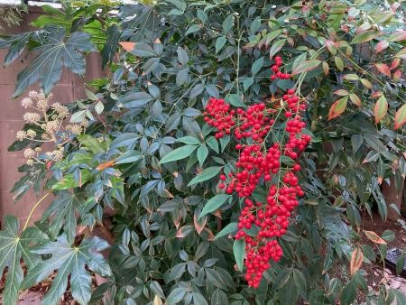 学名Nadina domestica： 南天